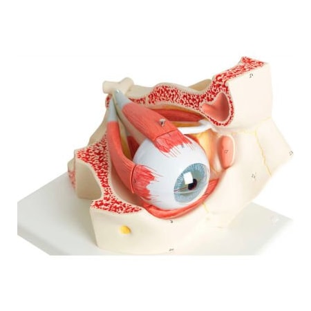 Fabrication Enterprises 3B Anatomical Model - Deluxe Eye, 7-Part (3X Size) 973343